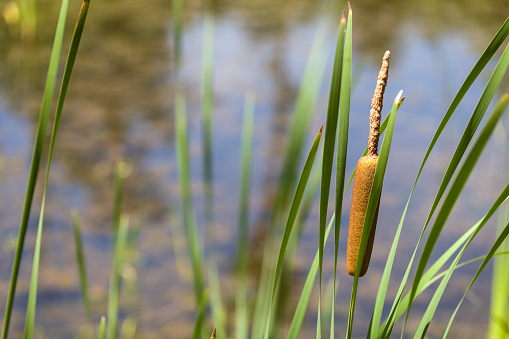 Cattails are wetland plants with a unique flowering spike, flat blade like leaves that reach heights from 3 to 10 feet.  They are one of the most common plants in large marshes and on the edge of ponds. Two species are most common in US: broad leaved cattail (T. latifolia) and narrow leaf cattail (T. angustifolia).