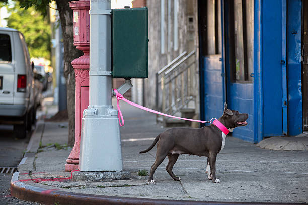 Dog on a leash tied to a street lamp. stock photo