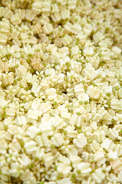 istock close up thai white flower 497078317