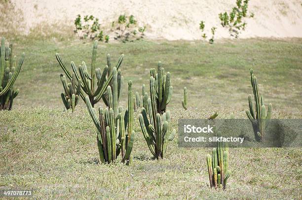 Paisagem Do Brasil Perto De Fortaleza Com Cactos E Duna De Areia - Fotografias de stock e mais imagens de Ao Ar Livre