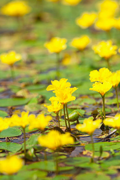 istock Yellow water flowers 497078805