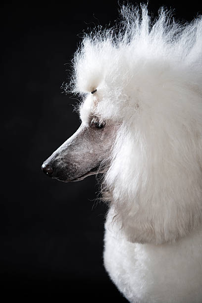 istock Profile Royal Poodle Portrait 497079313