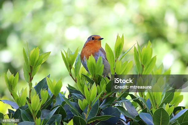 Photo libre de droit de Coq Robin Rouge Blanc Oiseau Perché Sur Laurier Image banque d'images et plus d'images libres de droit de Animaux à l'état sauvage