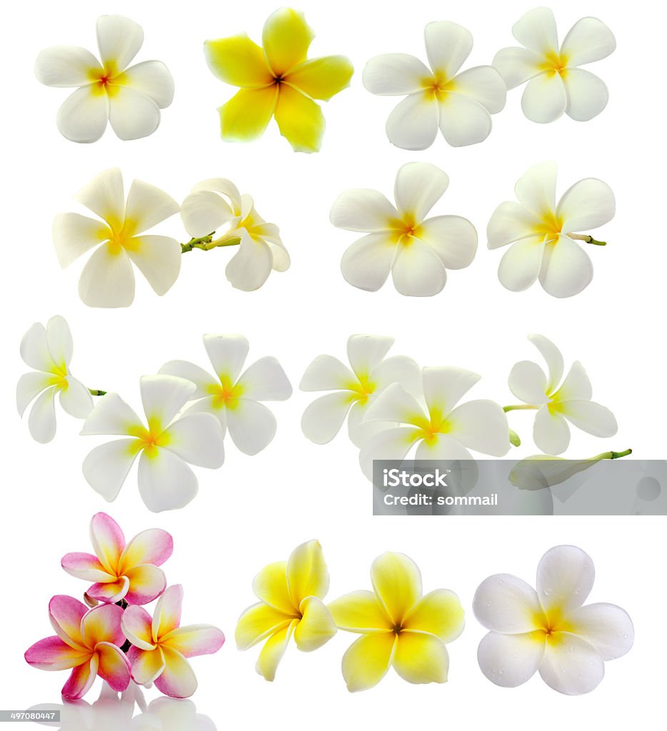 Flores de plumeria aisladas sobre fondo blanco - Foto de stock de Amarillo - Color libre de derechos