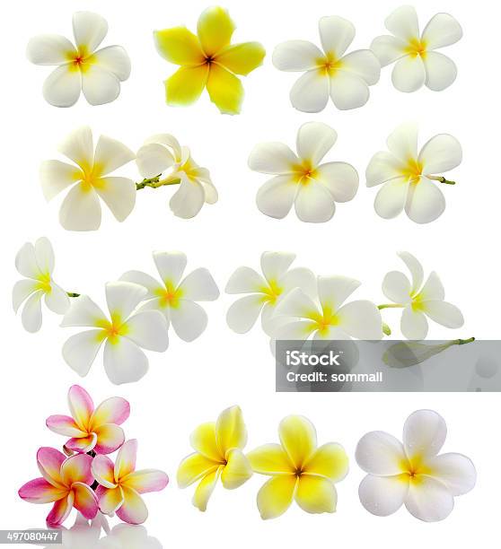 Frangipani Flower Isolated On White Background Stock Photo - Download Image Now - Flower, Flower Head, Frangipani Blossom