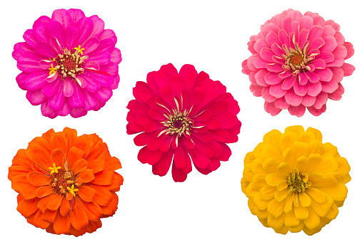 Blooming Zinnias isolated on white background