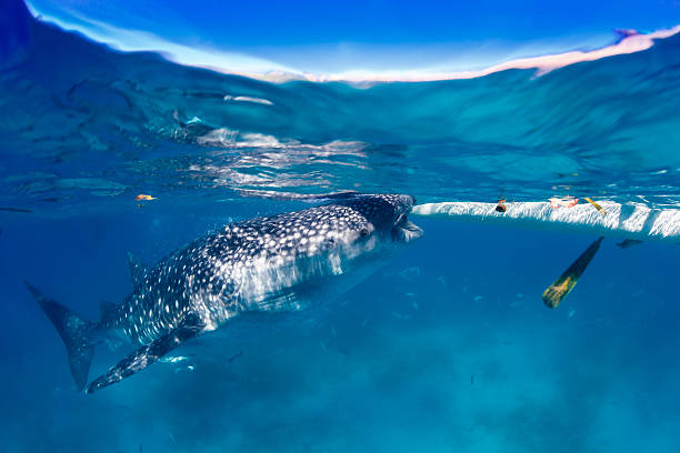 istock Large Whale Shark feeding near the surface 497081697