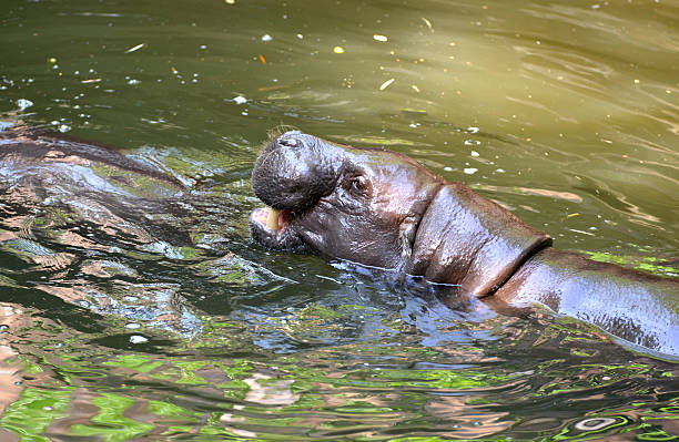 istock pygmy hippo in the water 497082109