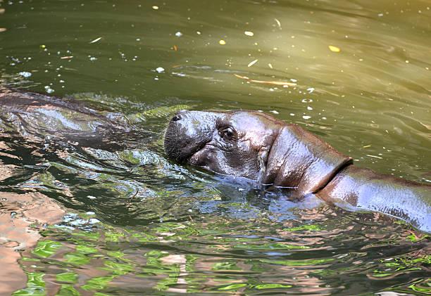 istock pygmy hippo in the water 497082115