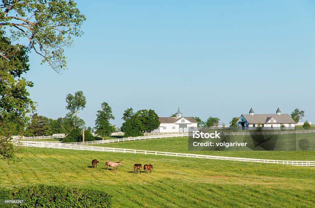 Countryside Green pastures of horse farms. Country summer landscape.Green pastures of horse farms. Country summer landscape. Horse Stock Photo