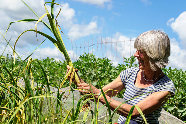 istock Harvesting the allotment 497083179