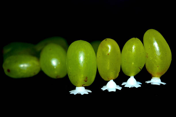 istock The Grapes Photograph 497090186