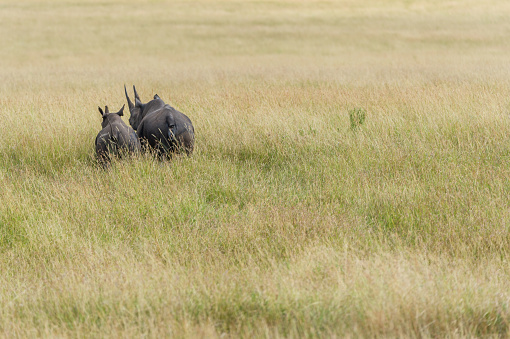 Two rhinos in the Masai Mara