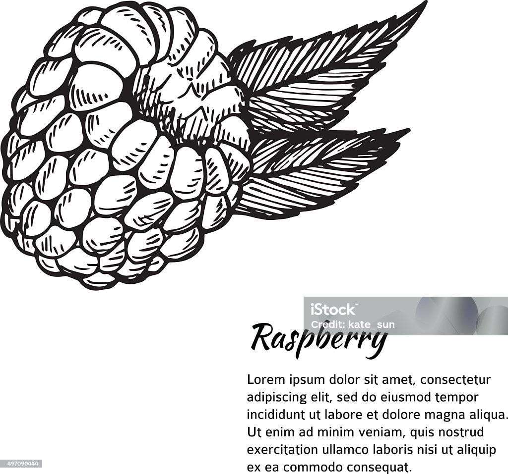 Illustrated Raspberry Handdrawn Vector Illustration Card Or Banner With Raspberry Stock ...