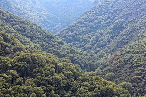 istock National forest in California 497090706