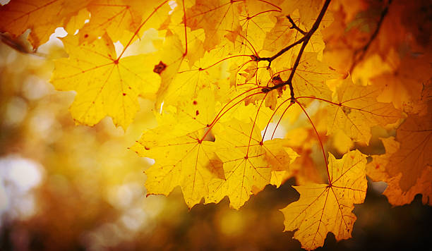 istock Closeup of dry maple leaves at fall time. 497090890