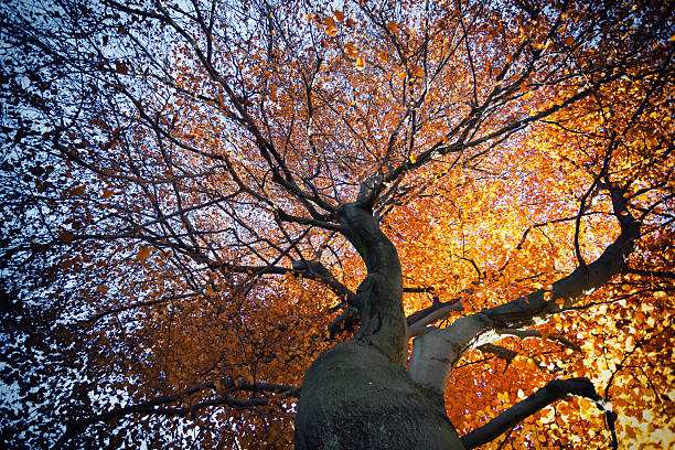 herbststimmung - herbstwald foto e immagini stock