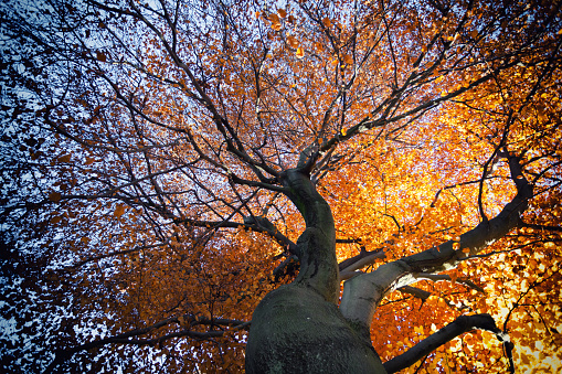 The picture shows a beech tree with a magnificent autumn turn.