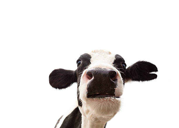 istock closeup  cow head isolated on  white background 497092724