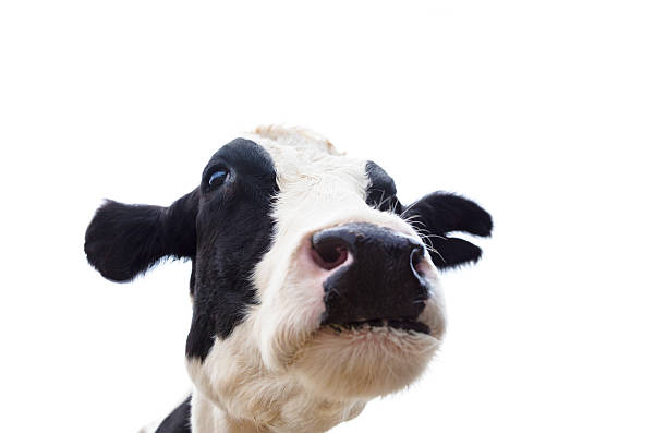istock closeup  cow head isolated on  white background 497093288