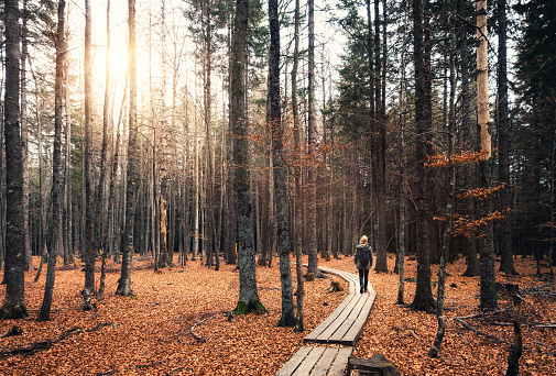 Wooden footpath leading through mysterious autumn forest with woman walking through it.