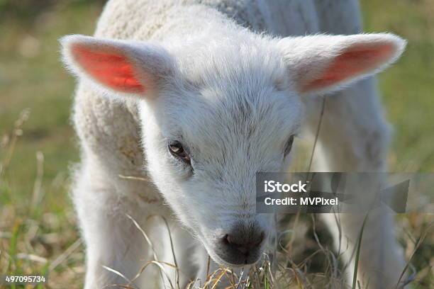 One Of The Most Beautiful Animals In The World Stock Photo - Download Image Now - 2015, Animal, Animal Body Part - iStock One Of The Most Beautiful Animals In The World Stock Photo - Download Image Now - 2015, Animal, Animal Body Part - iStock