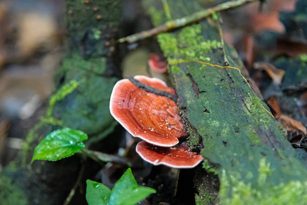 istock Mushroom  on tree Against the backdrop of the deep forest. 497096252