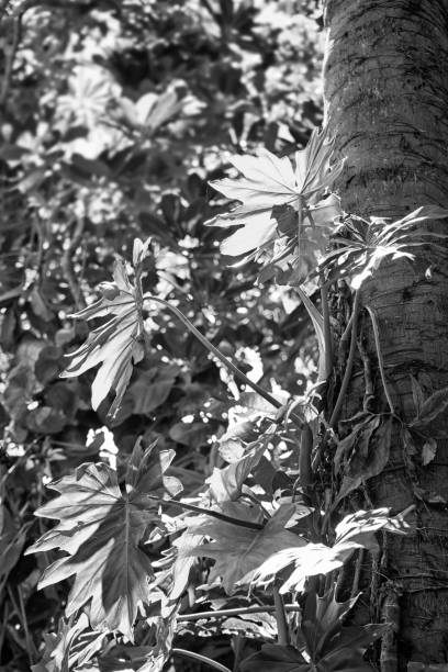 istock Rainforest Vine at Kuranda in Tropical North Queensland, Australia 497096811
