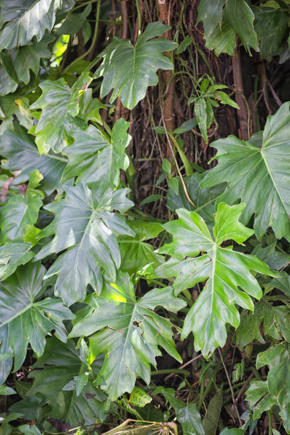 istock Rainforest Vine at Kuranda in Tropical North Queensland, Australia 497096815
