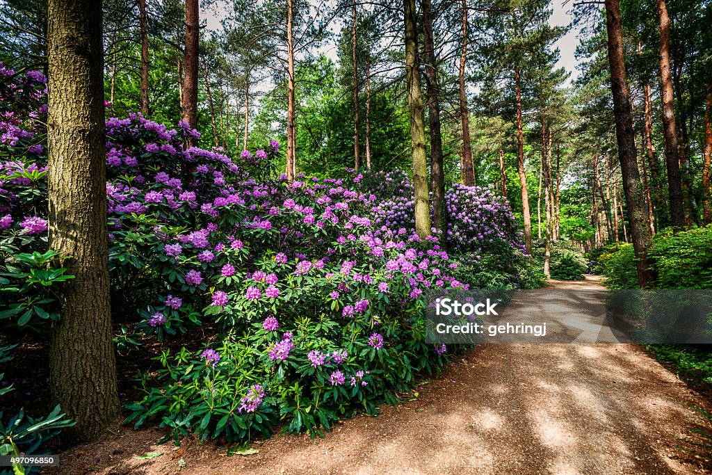 Blooming rhododendron garden Blooming rhododendron garden, Hungary Rhododendron Stock Photo