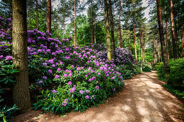 florescendo rododendro jardim - azalea magenta flower red - fotografias e filmes do acervo