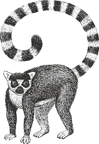 lemur engraving ilustracja - lemur stock illustrations