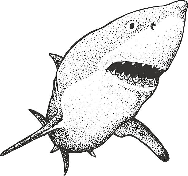 White Shark Engraving Illustration White Shark - Classic Drawn Ink Illustration Isolated on White Background great white shark stock illustrations