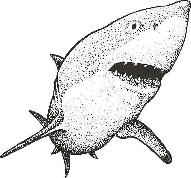 Vector illustration of White Shark Engraving Illustration