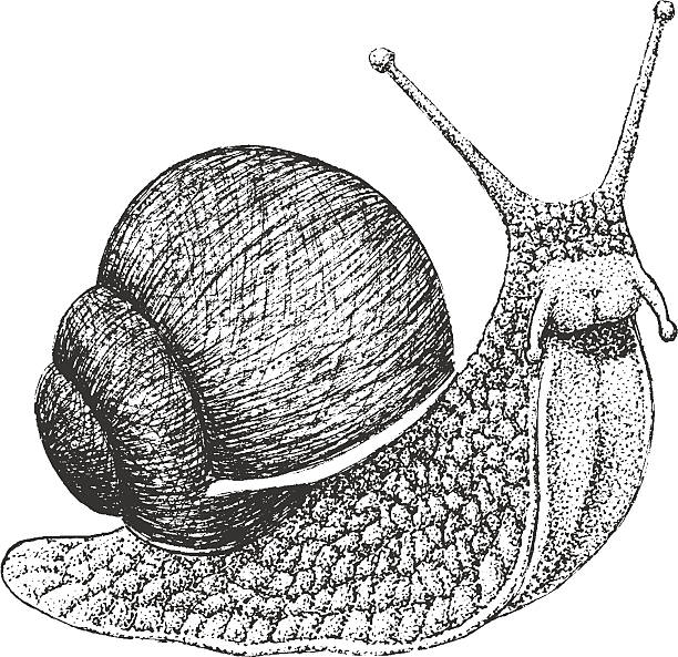 ślimak engraving ilustracja - snail isolated white white background stock illustrations