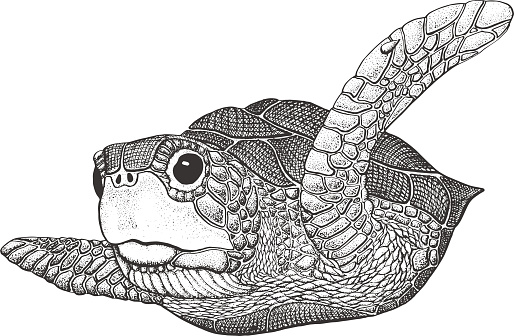 Sea Turtle - Classic Drawn Ink Illustration Isolated on White Background