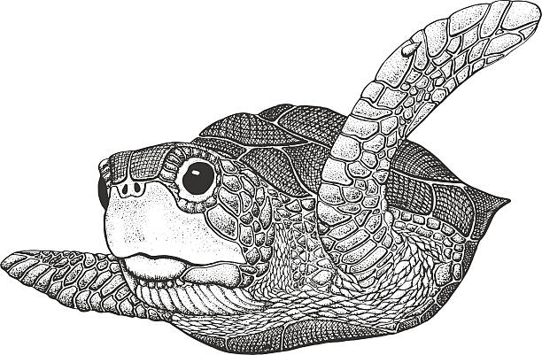Sea Turtle Engraving Illustration Sea Turtle - Classic Drawn Ink Illustration Isolated on White Background sea turtle stock illustrations