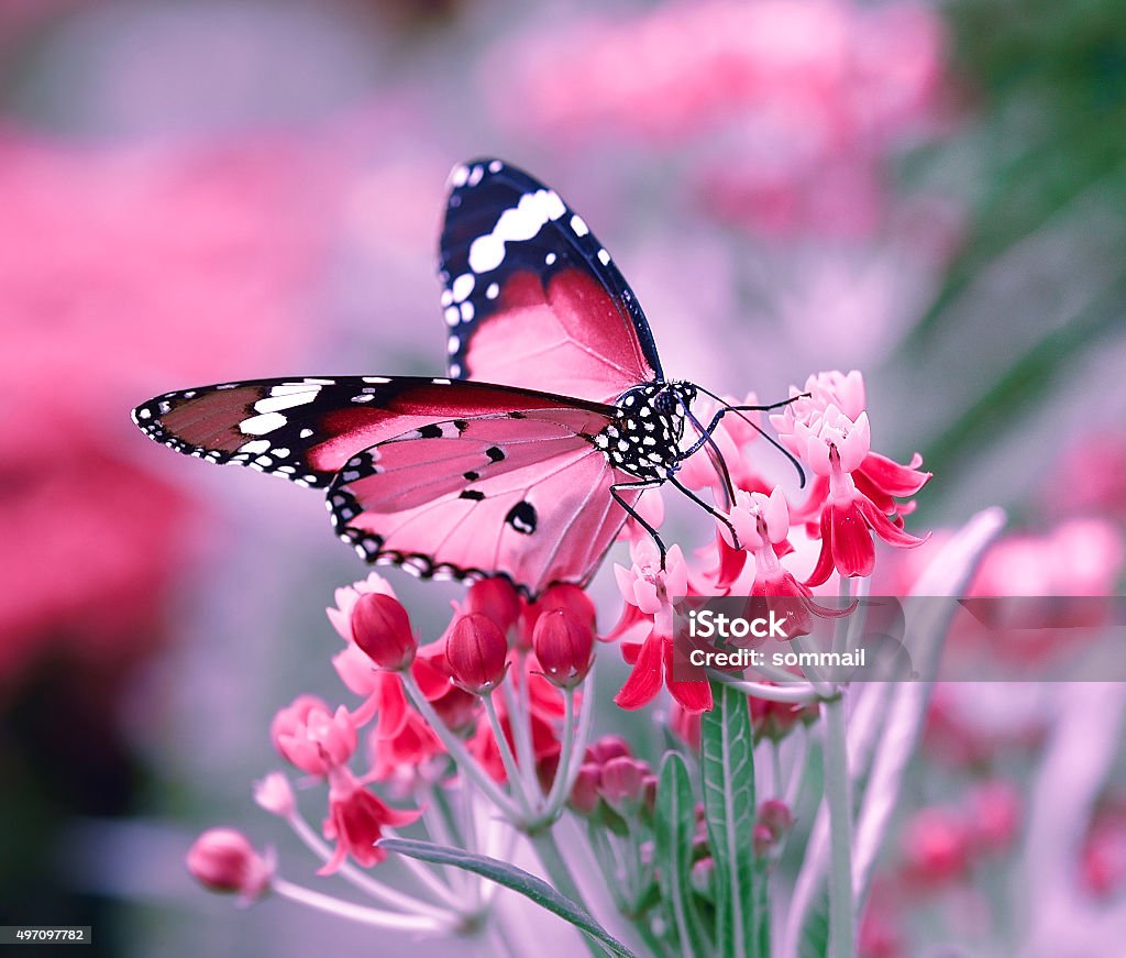 Butterfly on orange flower 2015 Stock Photo