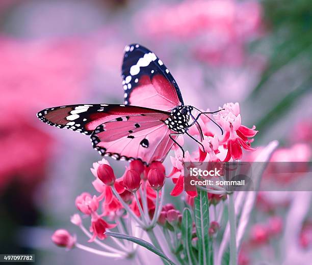 Butterfly On Orange Flower Stock Photo - Download Image Now - 2015, Animal Markings, Horizontal