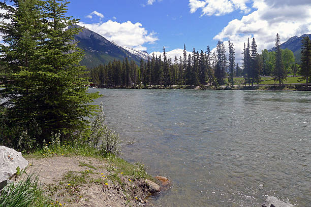istock Pine View of the Bow River, Banff 497097799