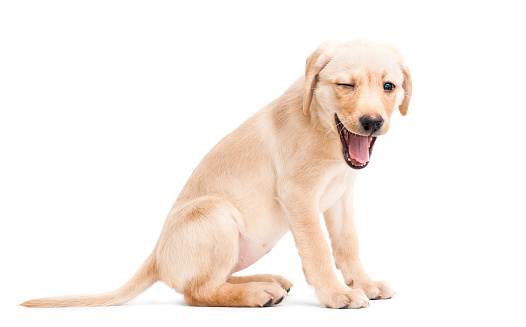 Winking Labrador Retriever Puppy