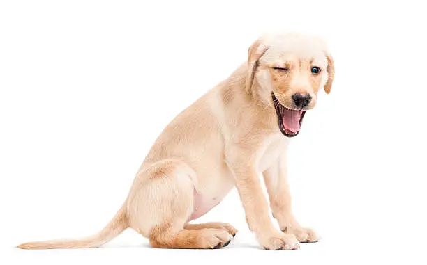 Labrador Retriever Puppy, Winking and Smiling. Isolated on a White Background
