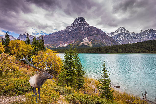 istock Red deer on the Rocky Mountains 497099198