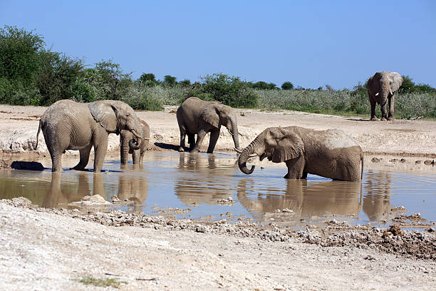 istock Elephants at the waterhole 497099890