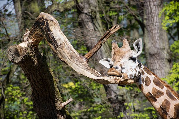 istock Rothschild's giraffe licking a tree branch 497100015