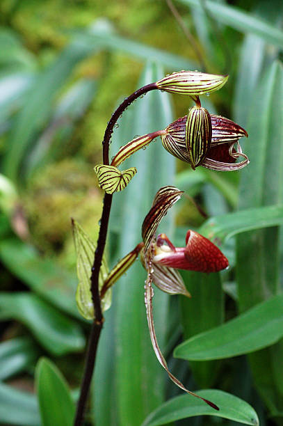 orchidea wild rothschilds pantofole borneo - rothschild foto e immagini stock