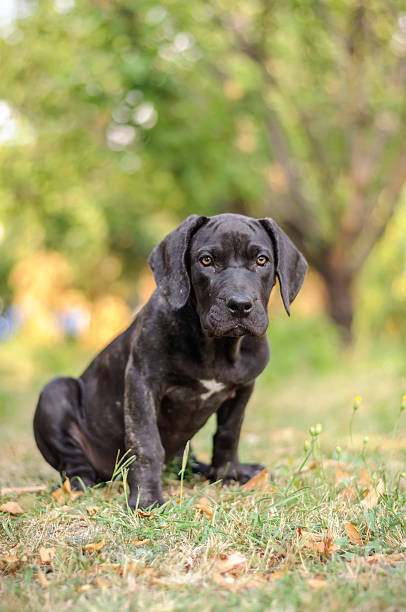 istock Puppy Sitting In The Grass 497100413
