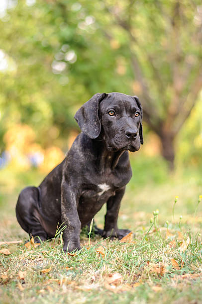 istock Puppy Sitting In The Grass 497100415