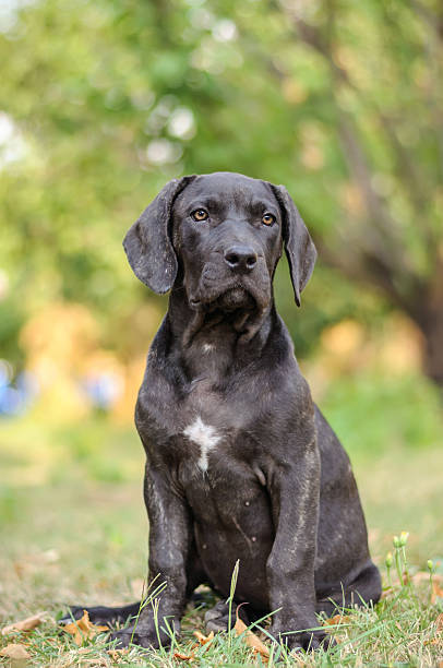 istock Puppy Sitting In The Grass 497100421