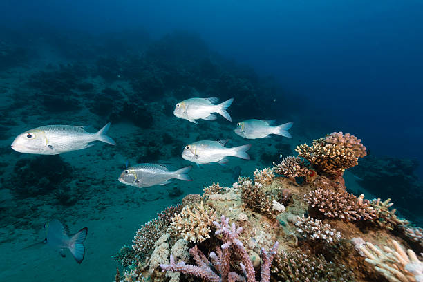istock Underwater world in the Red Sea. 497100583